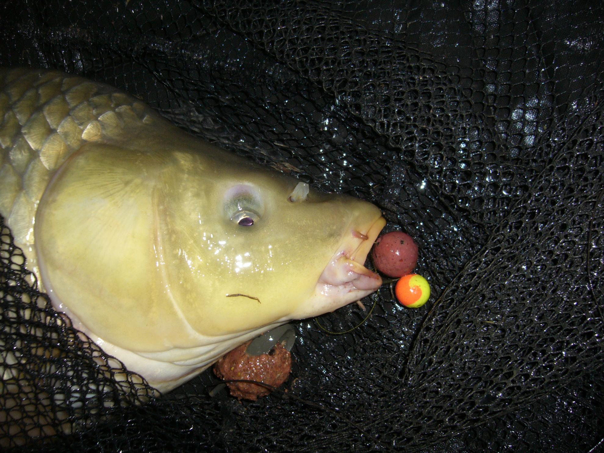 Horgesti 24-25.04.2013 - p1130942.JPG